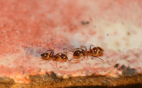 El cerebro de las hormigas puede ser más parecido al del los humanos de lo que creíamos